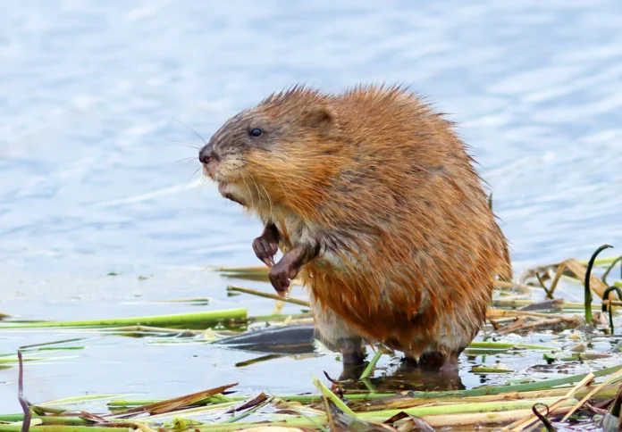 muscrat
